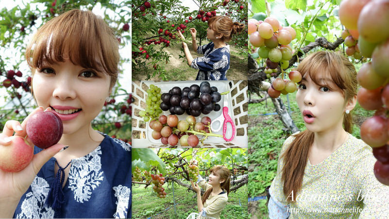 【北海道空知】來北海道必體驗採水果活動－大橋櫻桃園&千田葡萄園。